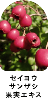 セイヨウサンザシ果実エキス