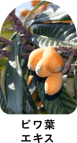 ビワ葉エキス